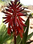 Aloe ukambensis Ghazi GPS163 Kenya 2012_PV0095 .jpg